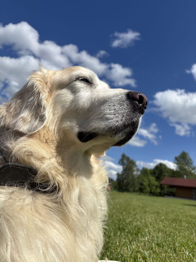 Marley, parťák do každého počasí